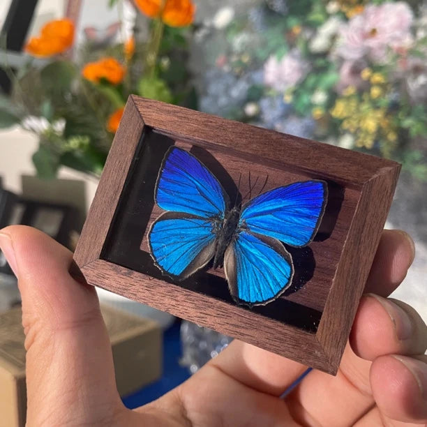 Azeluo gray butterfly MINI solid wood walnut pocket photo frame birthday gift girlfriend gift real butterfly specimen