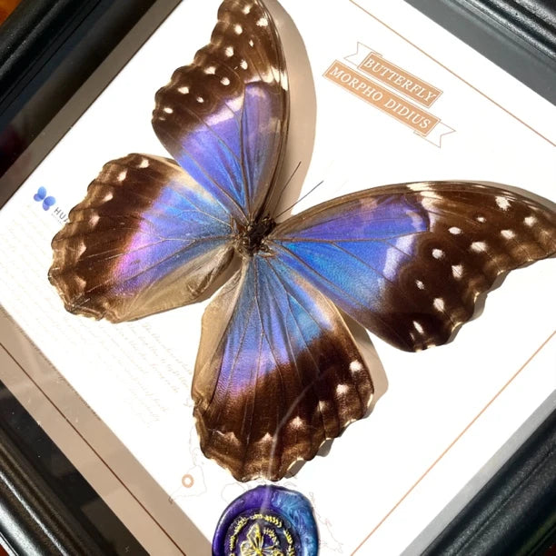 Glass boutique Nordic decorative butterfly photo frame painted blue friend creative gift living room premium ornament photo frame - image 2
