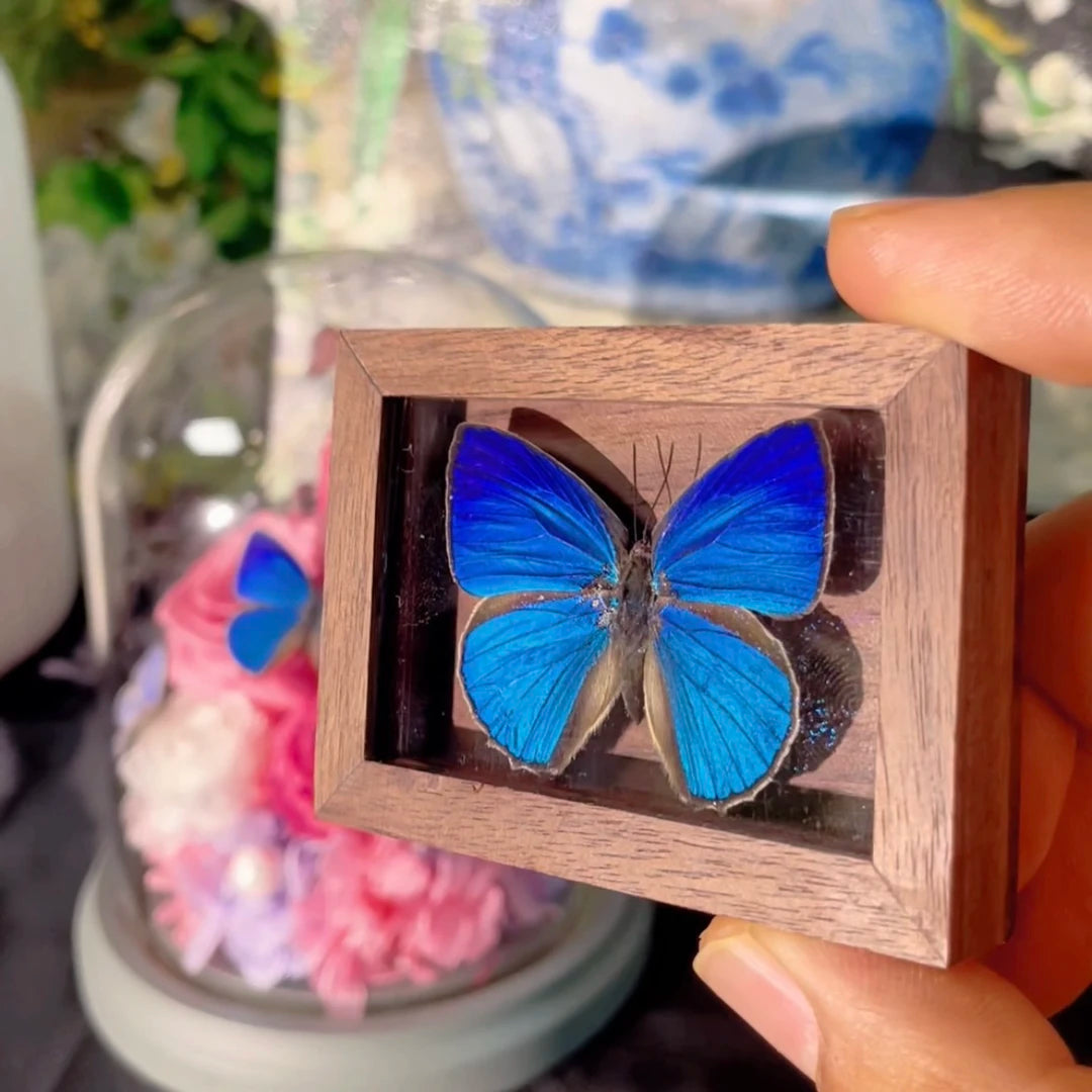Azeluo gray butterfly MINI solid wood walnut pocket photo frame birthday gift girlfriend gift real butterfly specimen - image 2