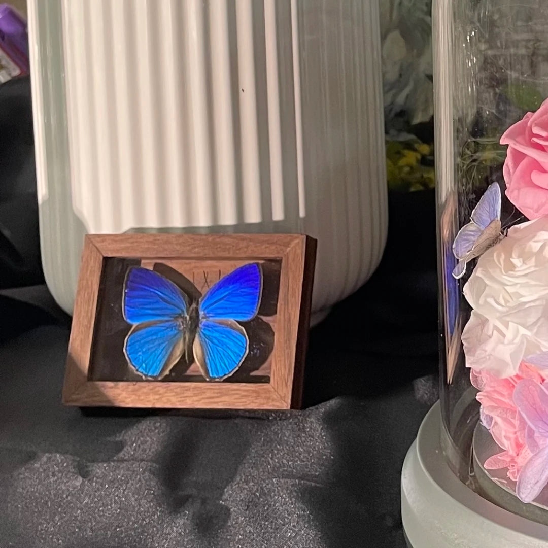 Azeluo gray butterfly MINI solid wood walnut pocket photo frame birthday gift girlfriend gift real butterfly specimen - image 4