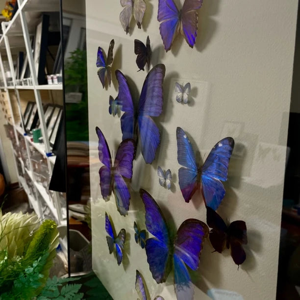"Sparkling Light" Butterfly decorative art Imported Real Butterfly Entrance Sofa Background Wall decorative art Best Friend Anniversary Gift - image 4