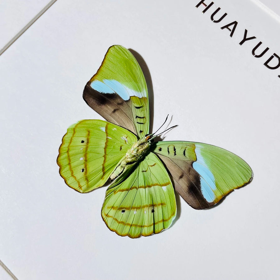Nessae hewitsoni real butterfly specimen creative birthday gift girlfriend home photo frame