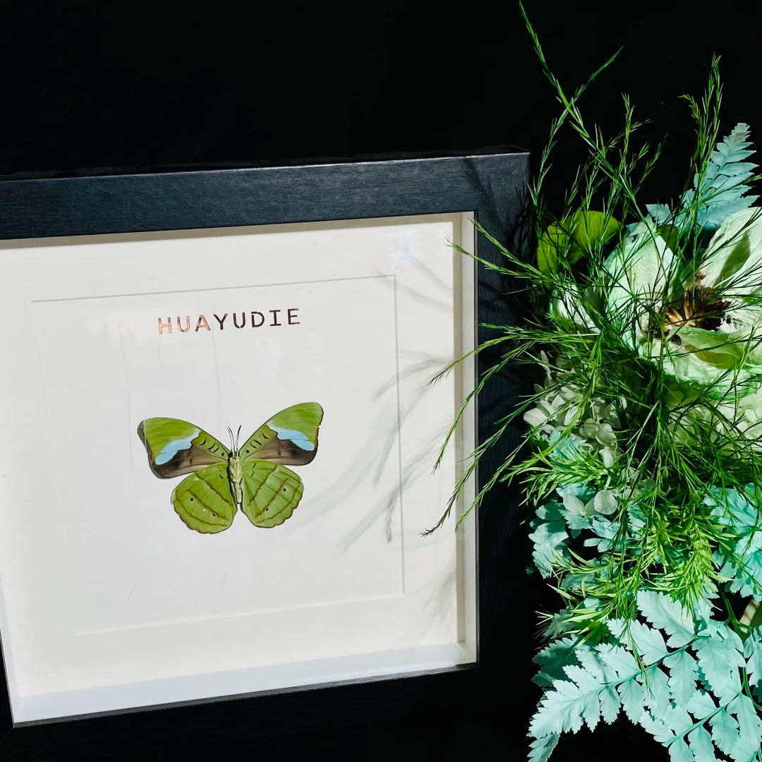 Nessae hewitsoni real butterfly specimen creative birthday gift girlfriend home photo frame - image 3