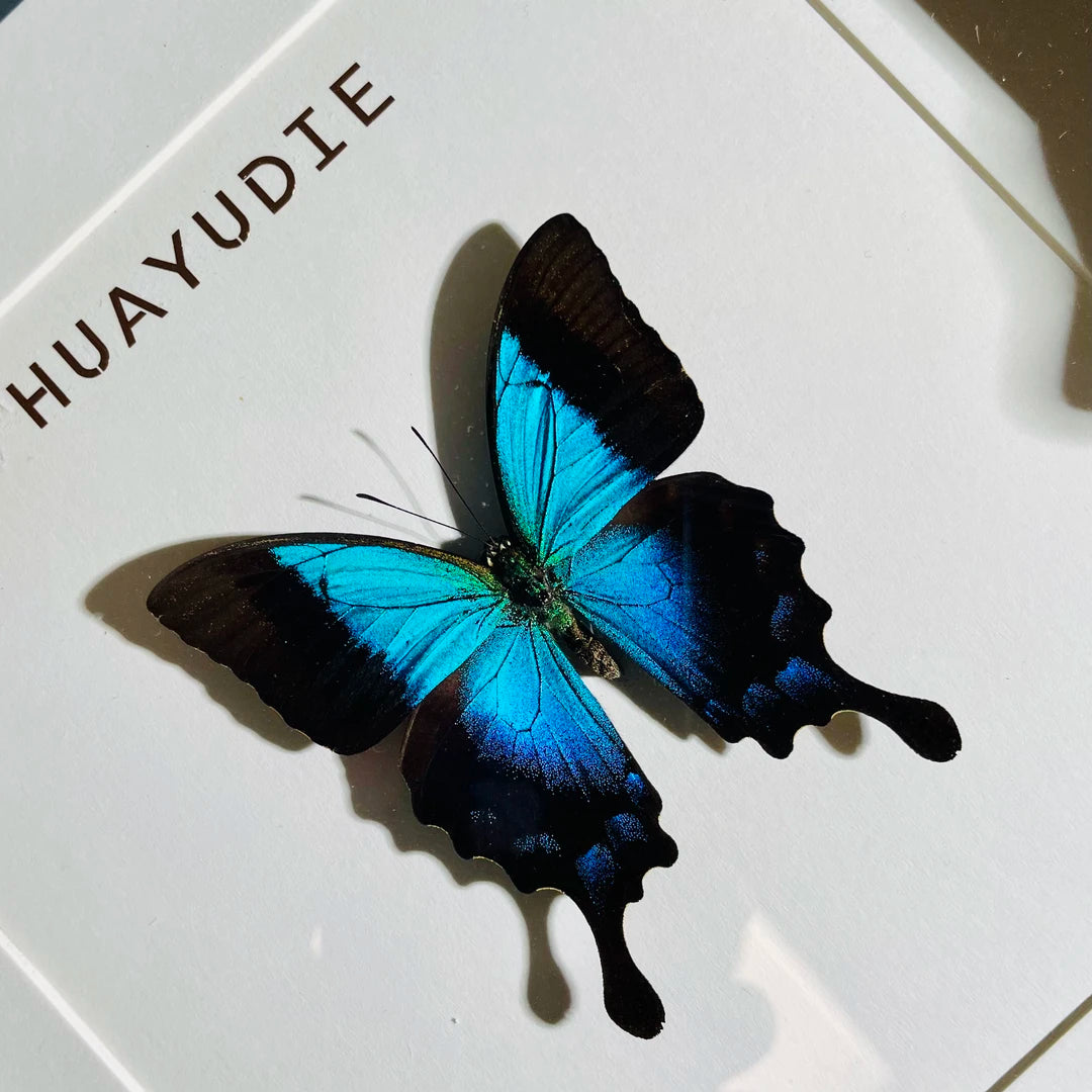 Blue Moon Papilio Papilio pericles birthday girlfriend best friend creative gift butterfly specimen photo frame - image 1