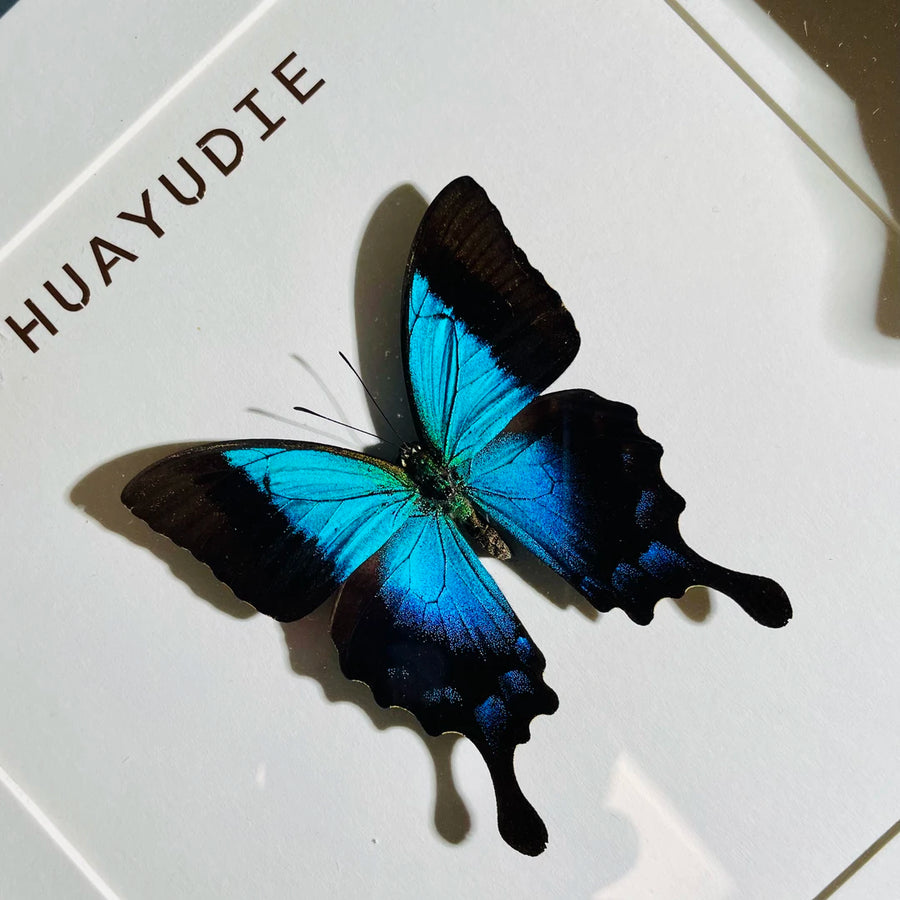 Blue Moon Papilio Papilio pericles birthday girlfriend best friend creative gift butterfly specimen photo frame