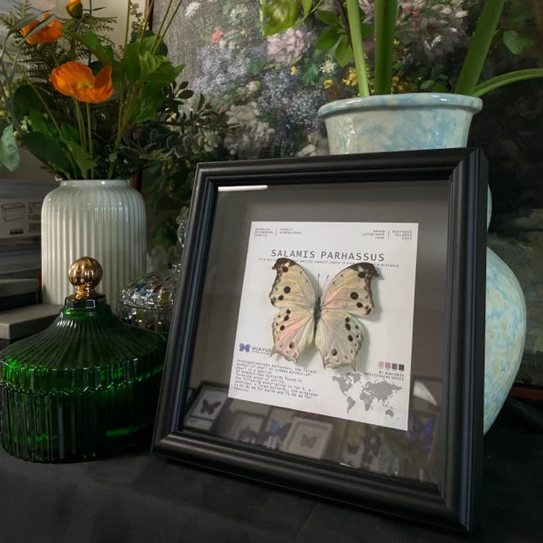 Green shell butterfly butterfly specimen creative decorative art butterfly photo frame diy ornaments personalized creative birthday gift - image 1