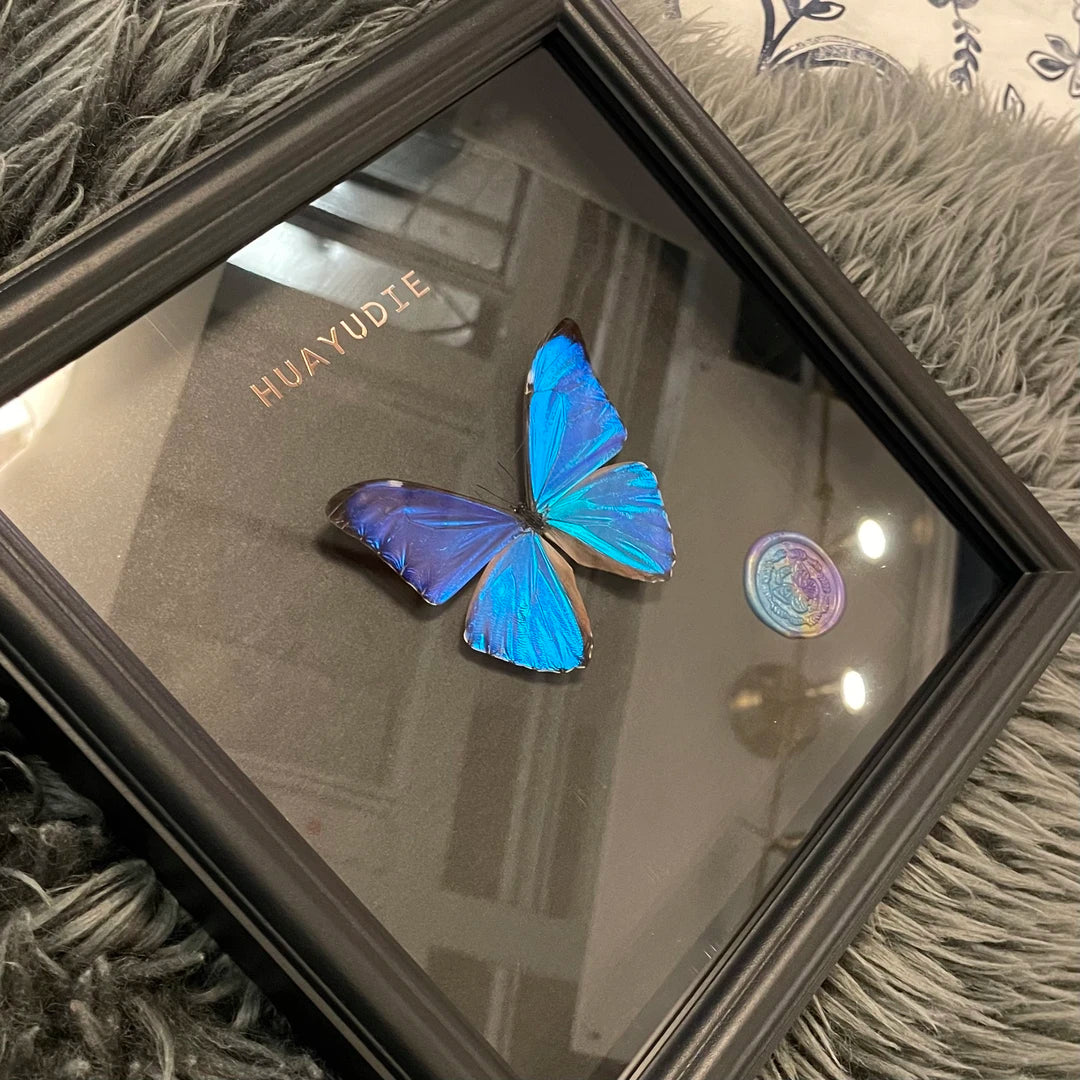 West Wind Morpho glass butterfly specimen real butterfly light luxury wall art premium atmospheric photo frame butterfly specimen square 8 inches - image 2