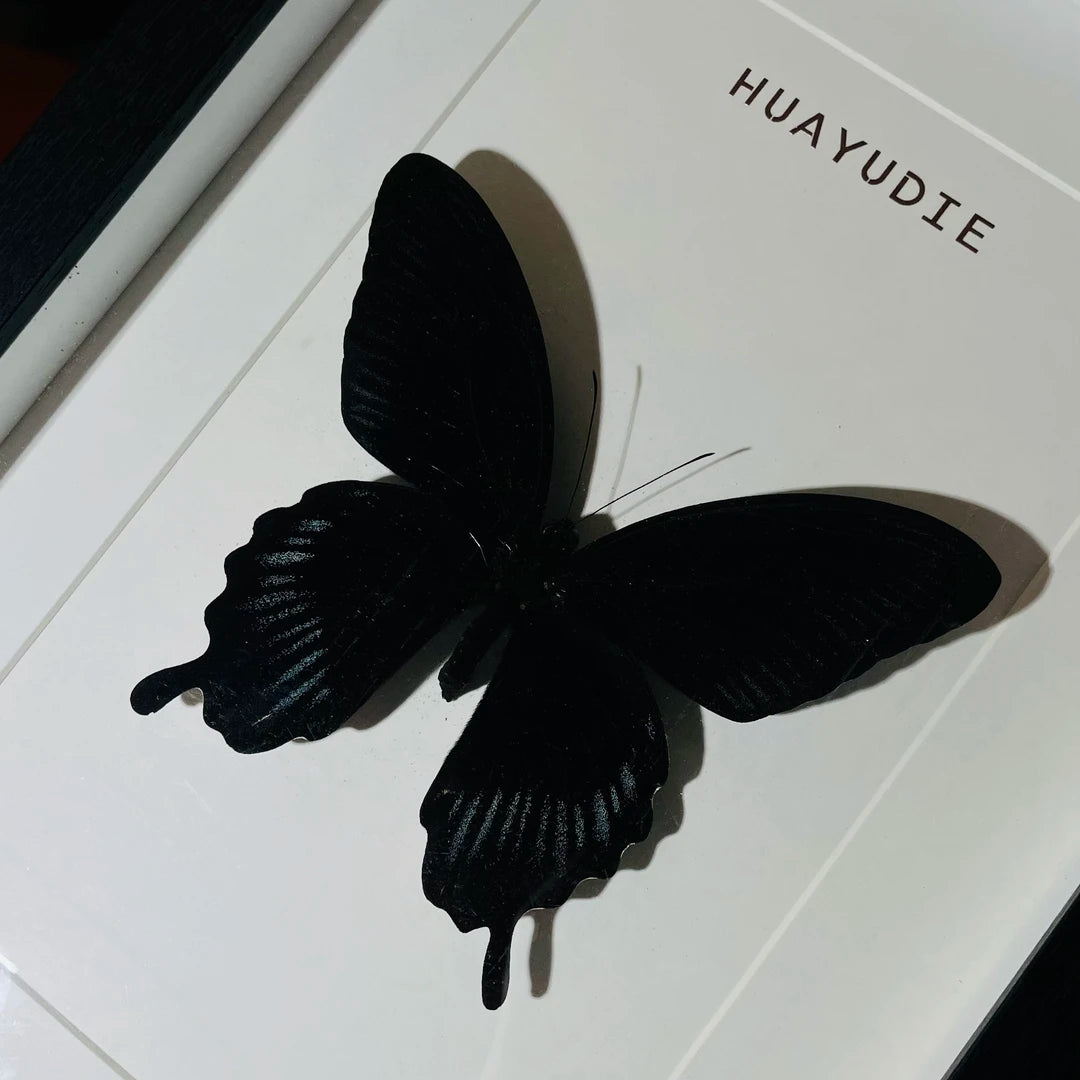 Papilio deiphobus real butterfly specimen birthday gift creative home goodies photo frame - image 1