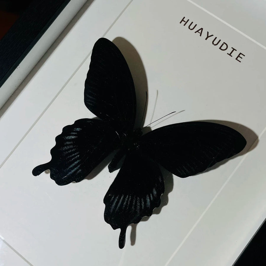 Papilio deiphobus real butterfly specimen birthday gift creative home goodies photo frame