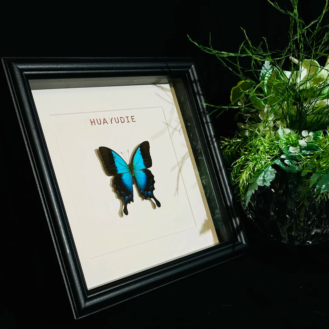 Blue Moon Papilio Papilio pericles birthday girlfriend best friend creative gift butterfly specimen photo frame - image 3