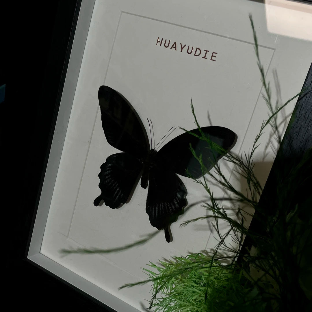 Papilio deiphobus real butterfly specimen birthday gift creative home goodies photo frame - image 5