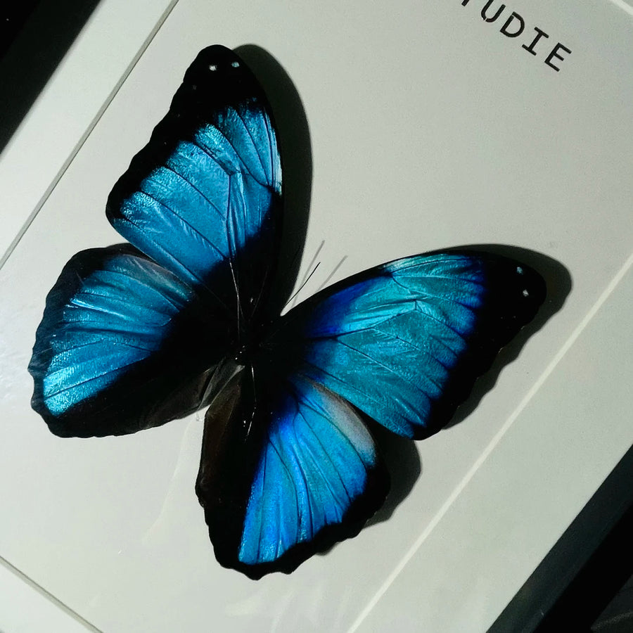 premium light luxury decorative art, living room decoration, atmospheric butterfly wall art, Nordic creative gift, home glass photo frame