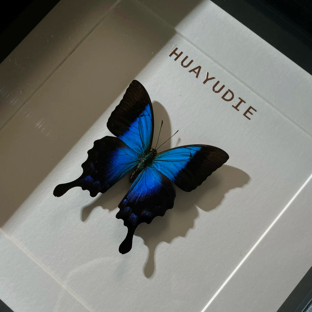 Blue Moon Papilio Papilio pericles birthday girlfriend best friend creative gift butterfly specimen photo frame - image 2