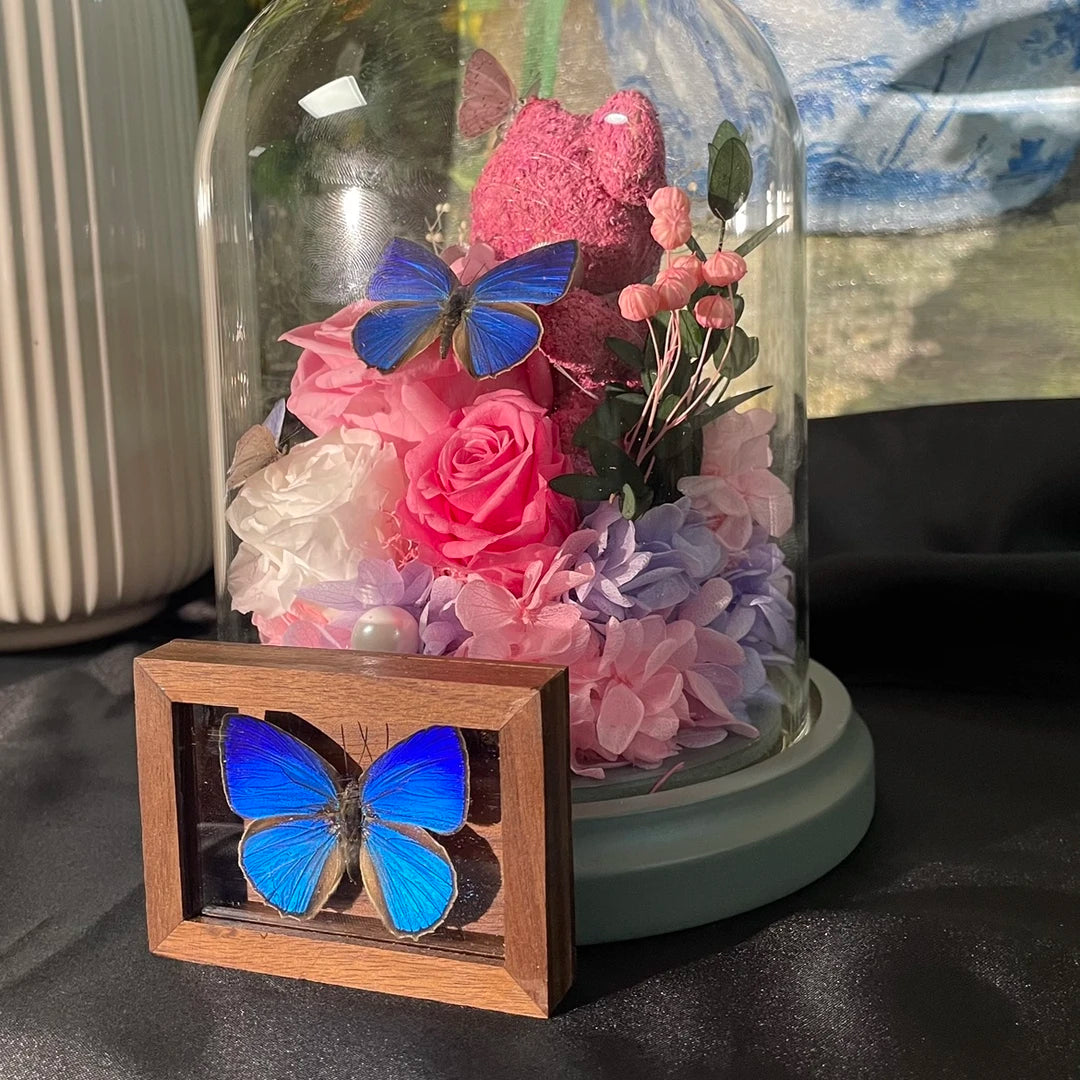 Azeluo gray butterfly MINI solid wood walnut pocket photo frame birthday gift girlfriend gift real butterfly specimen - image 3