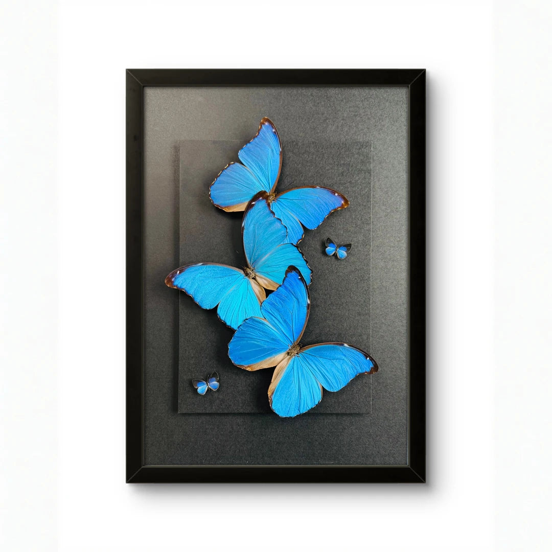 FLORAFLY "Blue Flash Trio" real butterfly decorative art living room shop hanging creative gift big blue morpho butterfly - image 5