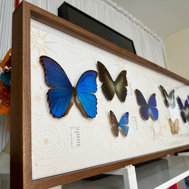 North American walnut solid wood butterfly specimen platter photo frame living room hanging decoration precious collection 120*30 cm - image 3