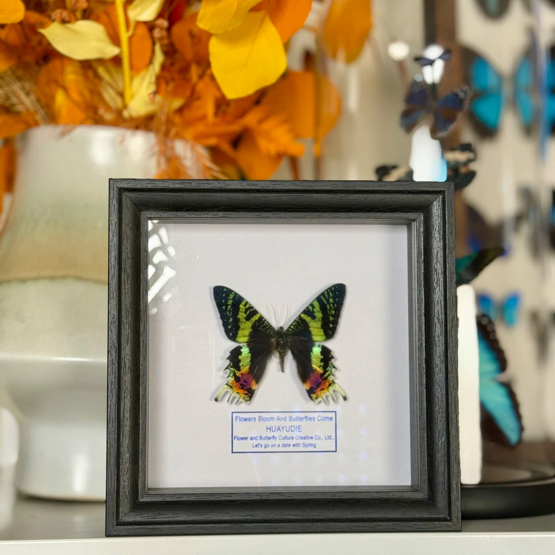 Taiyang'e Home Handmade Butterfly Photo Frame Light Luxury Butterfly Advanced decorative art butterfly wall art Ornament｜Eight-inch Square - image 2