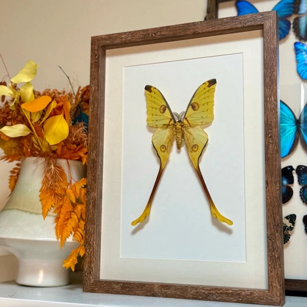 Comet Tail Large Silkworm Moth Argema mittrei Birthday Girlfriend Best Friend Creative Gift Home Butterfly Photo Frame - image 1
