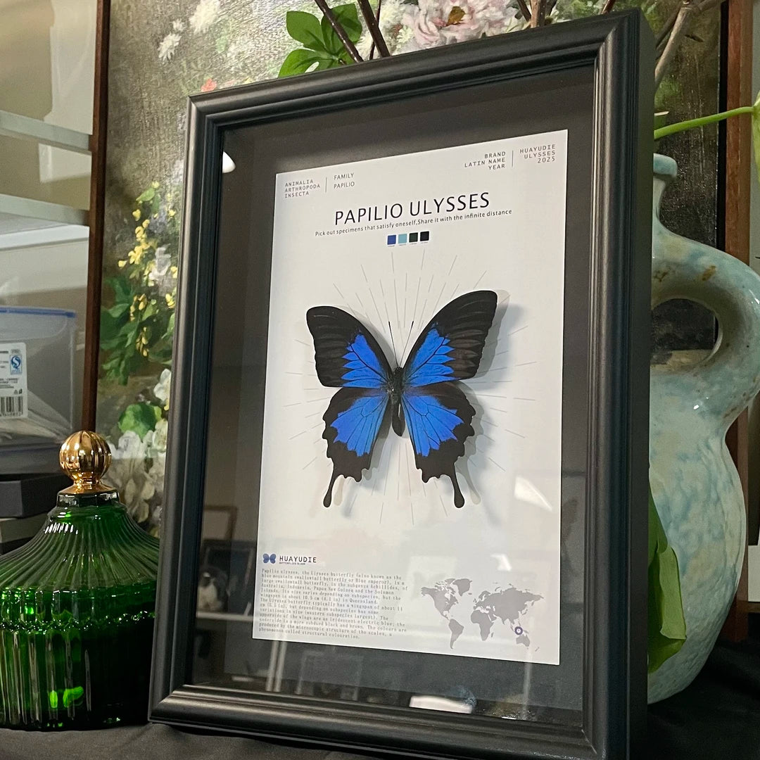 Paradise Papilio Butterfly Photo Frame Specimen Black Original Butterfly Finished Display Frame Gift Ornament Light Luxury Home Goods - image 4