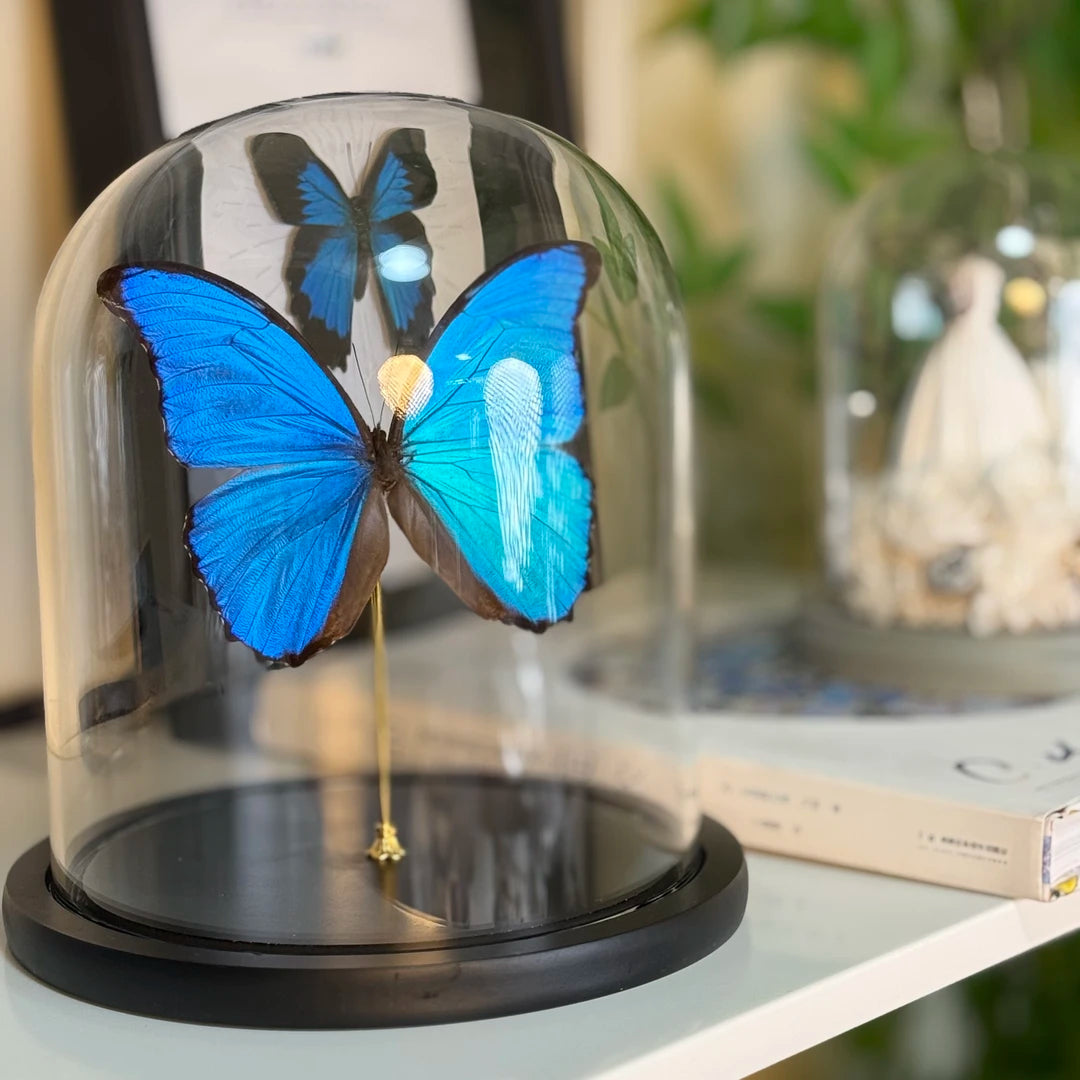 decorative art Morpho didius butterfly specimens for light luxury gifts creative gifts living room premium butterfly glass cover - image 1