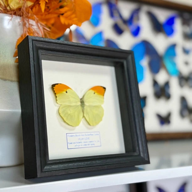 Golden-crested white butterfly, real butterfly specimen, butterfly photo frame gift, Valentine's Day creative gift for girlfriend - image 2
