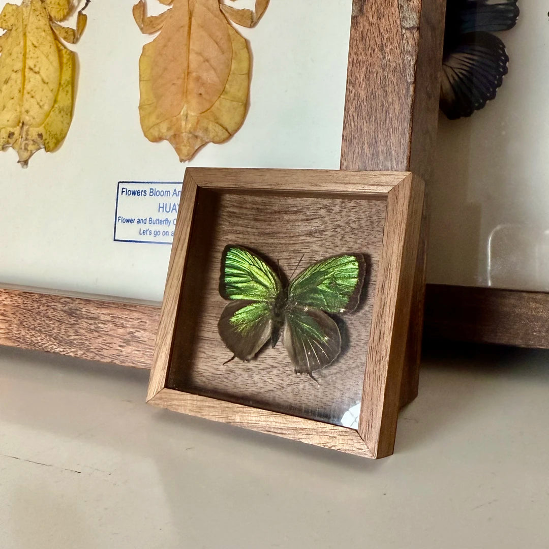 Era Gray Butterfly Real Butterfly Refrigerator Magnet Birthday Gift for Girlfriend and Best Friend Home Butterfly Mini Photo Frame - image 4