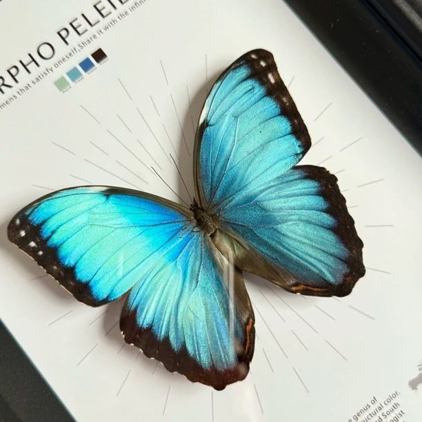 Morpho Blue Butterfly Real Butterfly Gift for Girlfriend wall art Creative Gift Living Room Butterfly Nordic Style decorative art - image 1