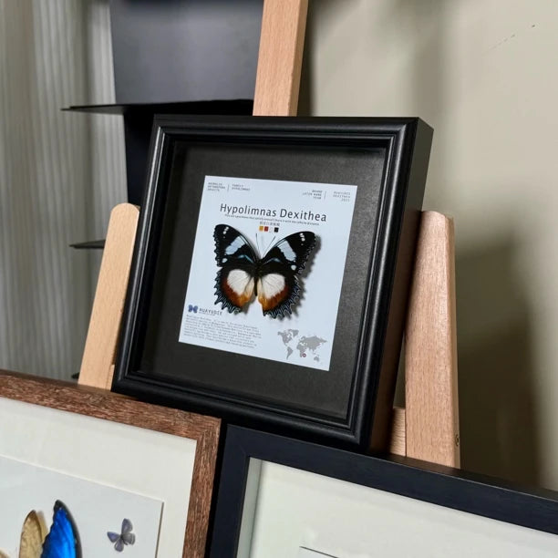 Saw-grained white-spotted butterfly real butterfly specimen birthday gift for girlfriend and best friend creative gift home butterfly square 8 photo frames - image 5