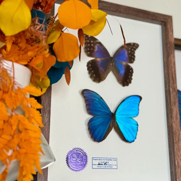 Great blue morpho butterfly male and female butterfly specimens real butterfly gifts Valentine's Day creative gifts for girlfriends gifts for besties - image 3