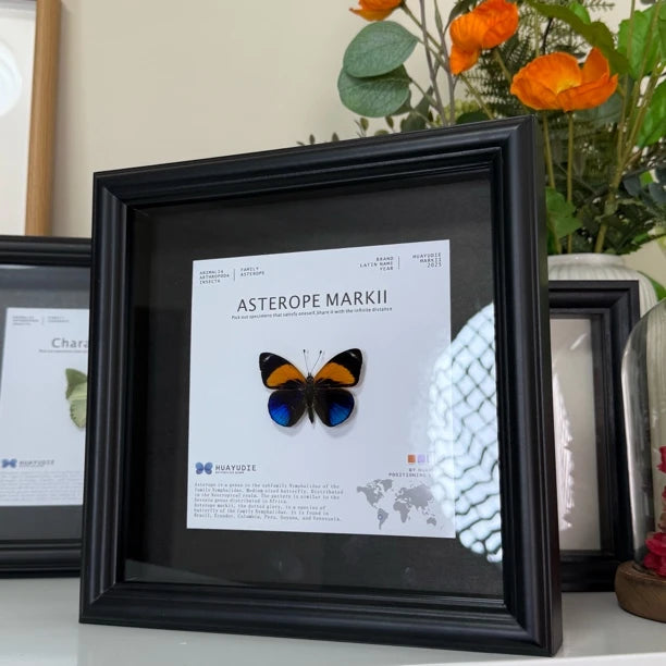 Jihuangxing Butterfly customized butterfly specimen premium gift decorative art three-dimensional gift for girlfriend and light luxury gift - image 3