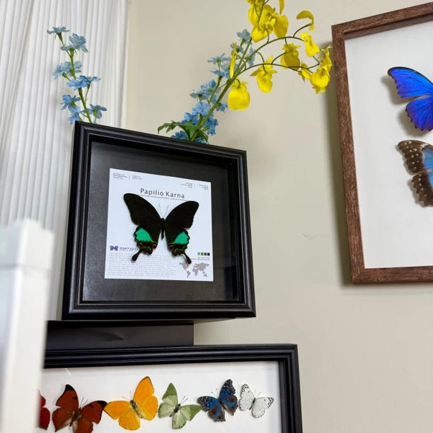 Karna Papilion butterfly real butterfly specimen birthday gift for girlfriend and best friend creative gift home butterfly square 8 photo frames - image 4