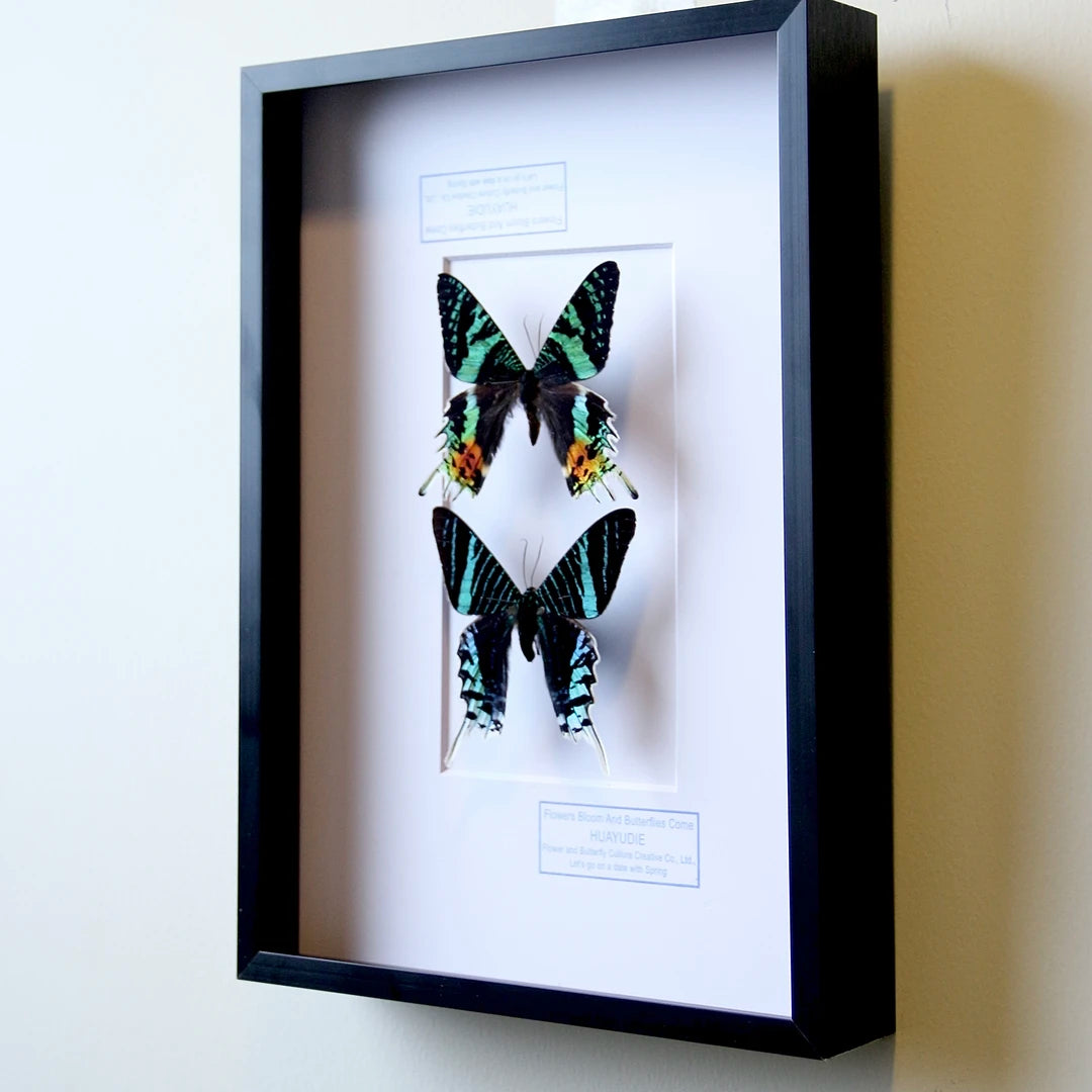 Atmospheric decorative art moon moth butterfly specimen real butterfly gift ornaments light luxury gift real butterfly photo frame - image 3