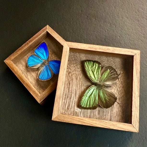 Era Gray Butterfly Real Butterfly Refrigerator Magnet Birthday Gift for Girlfriend and Best Friend Home Butterfly Mini Photo Frame