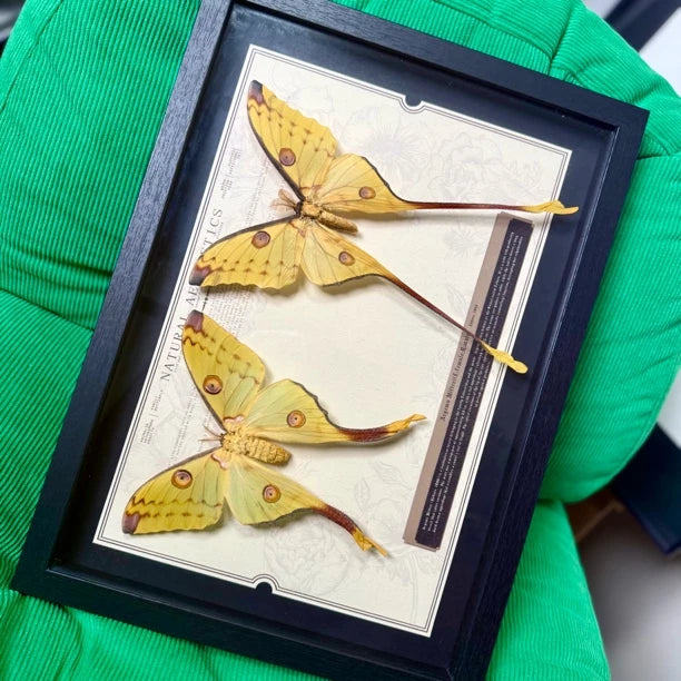 Comet Tail Silkworm Moth Real Butterfly Specimens Birthday Gift for Girlfriend Valentine's Day Creative Gift Home Butterfly A3 Photo Frame - image 3