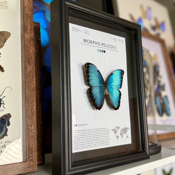 Morpho Blue Butterfly Real Butterfly Gift for Girlfriend wall art Creative Gift Living Room Butterfly Nordic Style decorative art - image 4