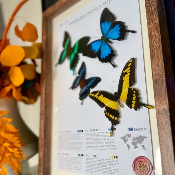 4 phoenix butterfly assemblage butterfly birthday girlfriend best friend creative gift home butterfly specimen real butterfly - image 2