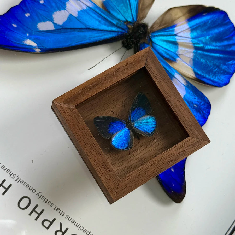 Elegant Gray Butterfly Pocket Butterfly Glass Real Butterfly Specimens Creative Gifts Valentine's Day Creative Gifts for Girlfriends