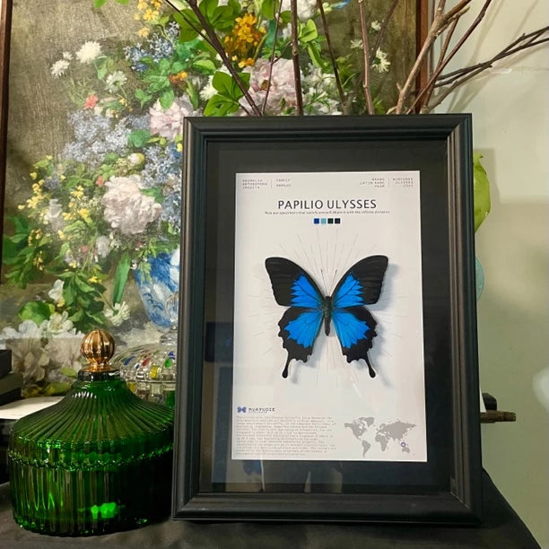 Paradise Papilio Butterfly Photo Frame Specimen Black Original Butterfly Finished Display Frame Gift Ornament Light Luxury Home Goods - image 1