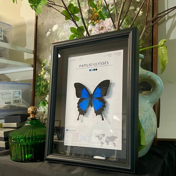 Paradise Papilio Butterfly Photo Frame Specimen Black Original Butterfly Finished Display Frame Gift Ornament Light Luxury Home Goods - image 2