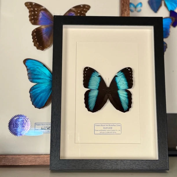 premium premium photo frame blue butterfly specimen creative gift elegant creative gift send light luxury decorative gift - image 3