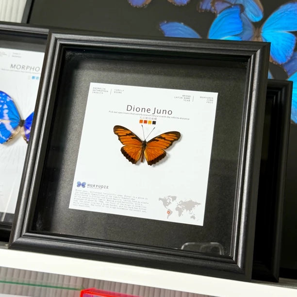 Queen's silver pattern sleeve butterfly real butterfly specimen birthday gift to girlfriend and best friend creative gift home butterfly square 8 photo frames - image 2