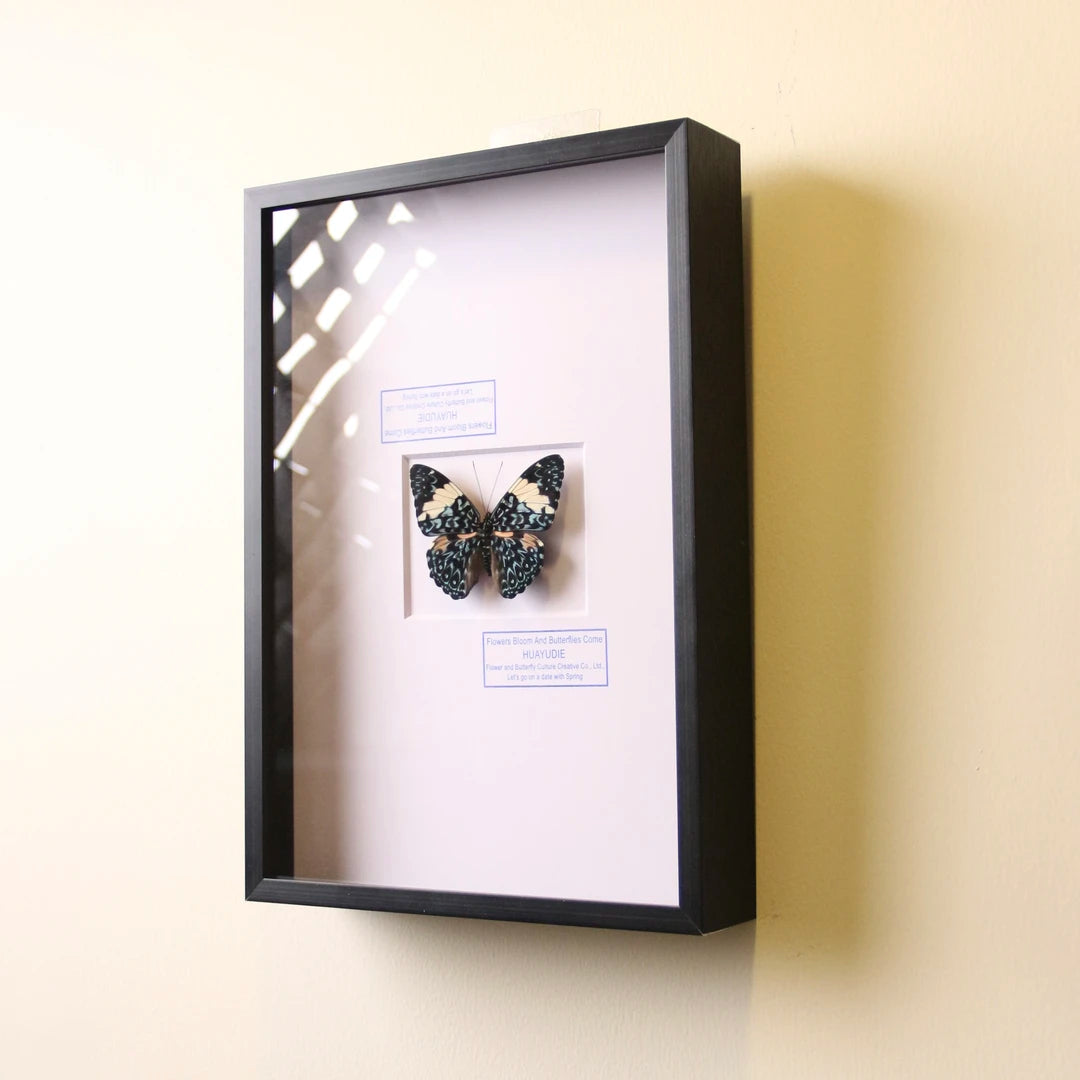 Toad butterfly real butterfly specimen birthday gift creative gift girlfriend gift home good things butterfly photo frame - image 5
