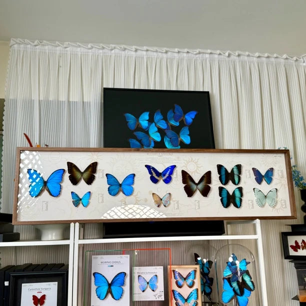 North American walnut solid wood butterfly specimen platter photo frame living room hanging decoration precious collection 120*30 cm