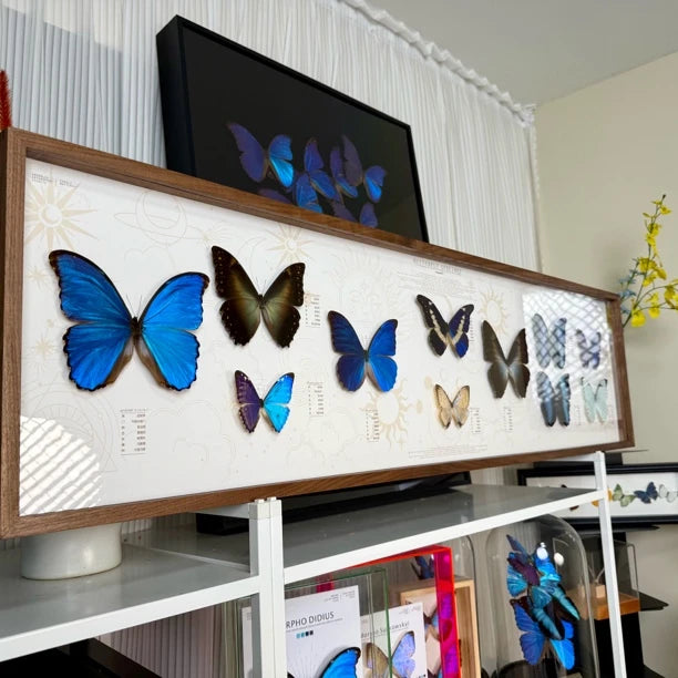 North American walnut solid wood butterfly specimen platter photo frame living room hanging decoration precious collection 120*30 cm - image 2