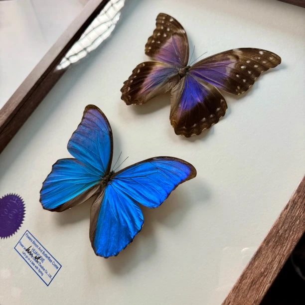 Great blue morpho butterfly male and female butterfly specimens real butterfly gifts Valentine's Day creative gifts for girlfriends gifts for besties - image 4