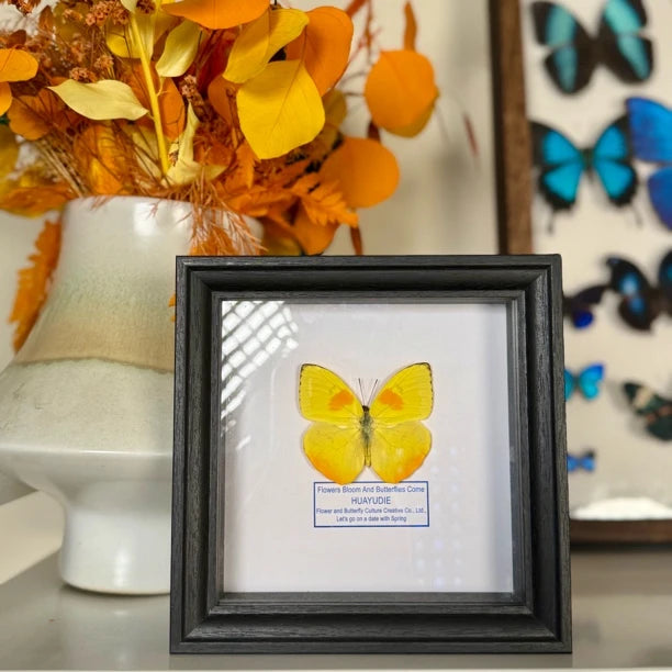Yellow-striped white butterfly real butterfly specimen decorative art photo frame home decoration [6-inch black plexiglass square frame] - image 1