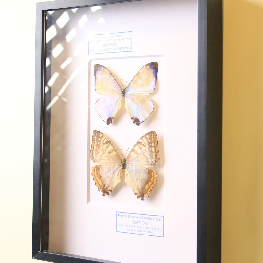 Nordic blue morpho butterfly wall art, male and female pair of butterflies, birthday specimen, creative gift for girlfriend and best friend, home butterfly photo frame - image 4