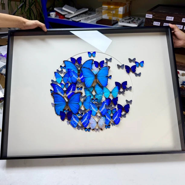 FLORAFLY "Take Off" World Famous Butterflies Real butterfly assemblage Living Room Sofa wall art B&B Background Creative Gift - image 3