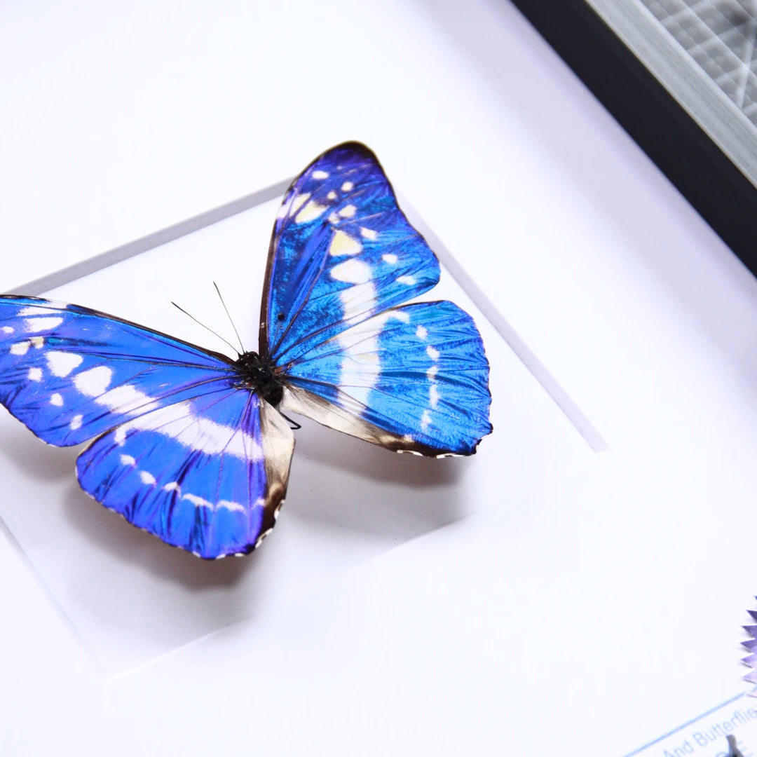 Cyprus Morpho real butterfly specimen creative gift Valentine's Day creative gift for girlfriend and best friend gift - image 3