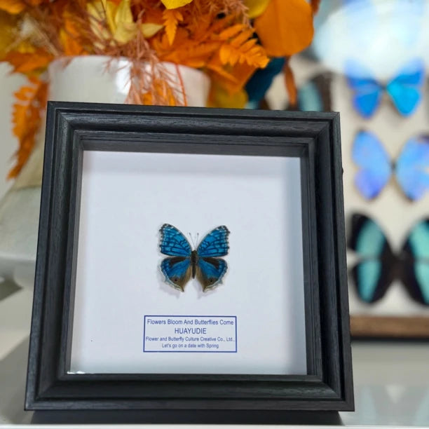 Elegant eye butterfly decoration real butterfly specimen creative gift butterfly specimen painting creative gift gift for girlfriend